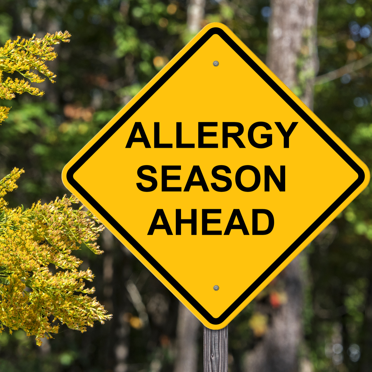 Can Chiropractic Treatment for Allergies in Stanwood Keep the Springtime Sneezes Away?